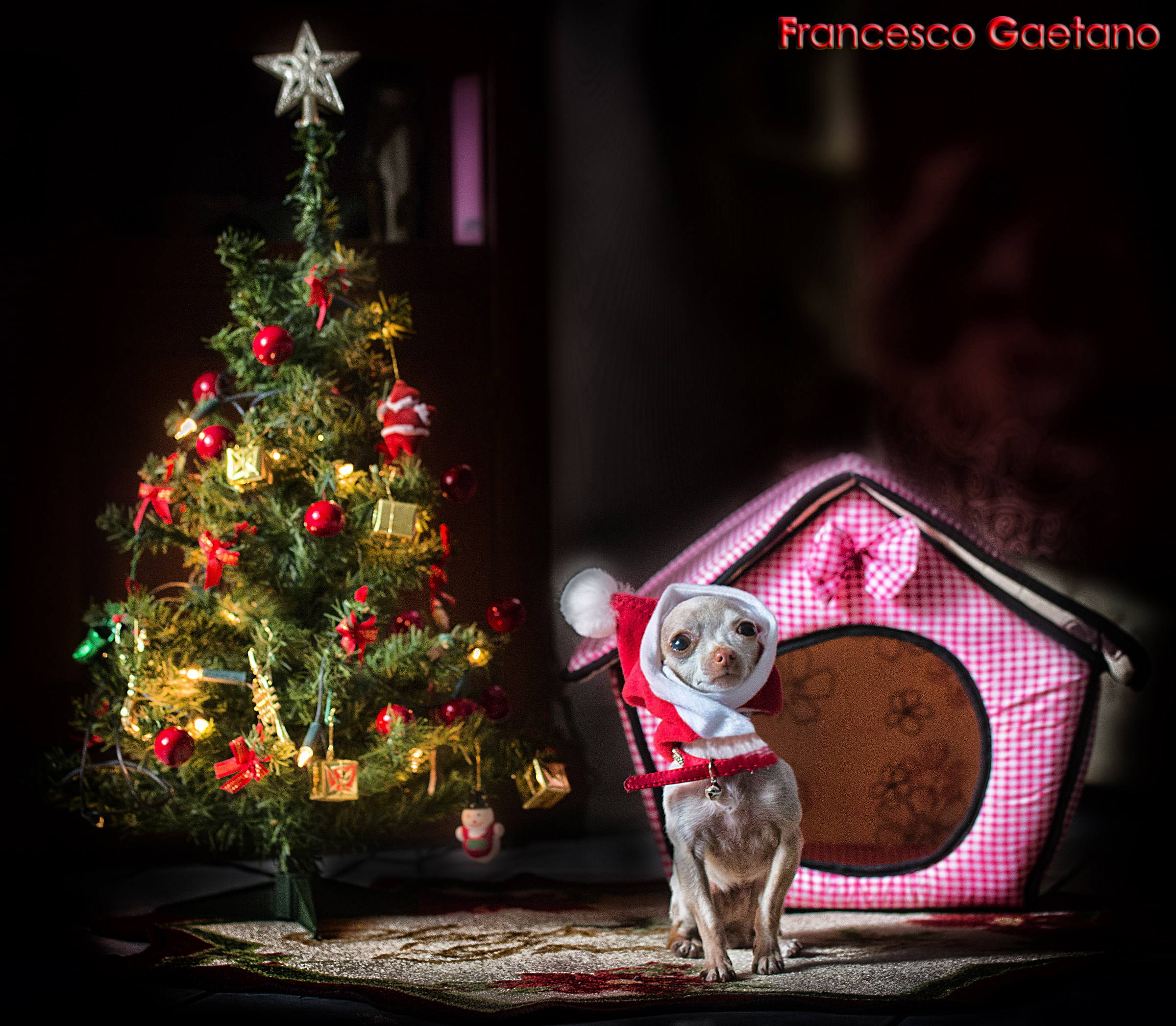 Natale in casa chihuahua