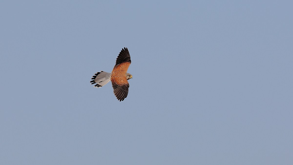 vaulting the kestrel
