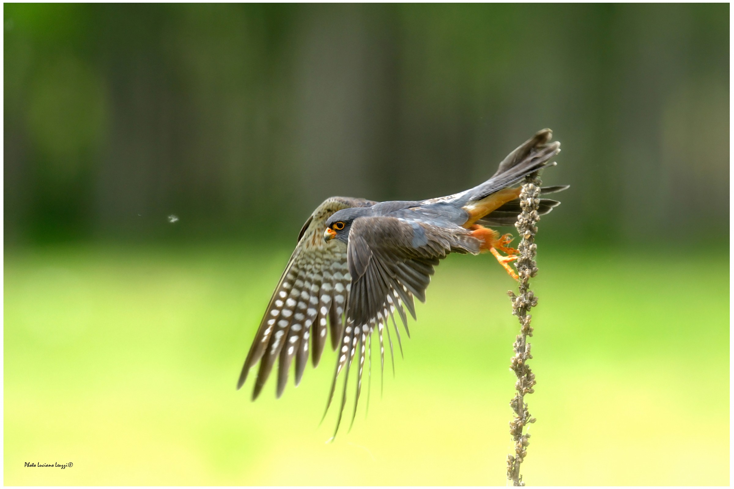 - The distribution - male red-footed falcon