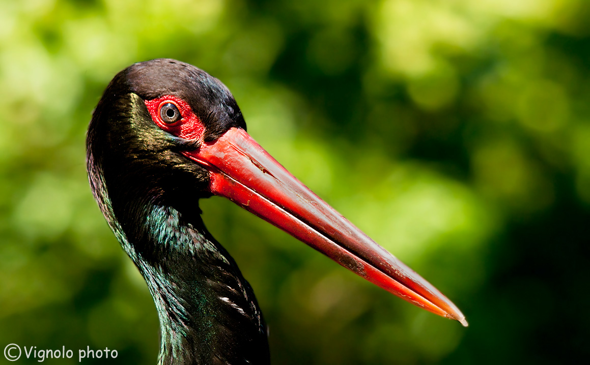 Black Stork