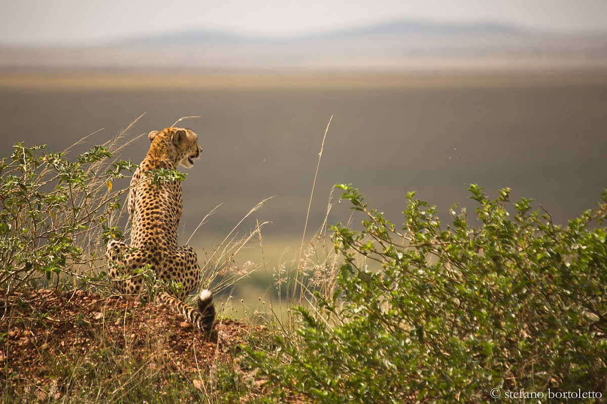 scrutiamo .....magari una Thompson arriva