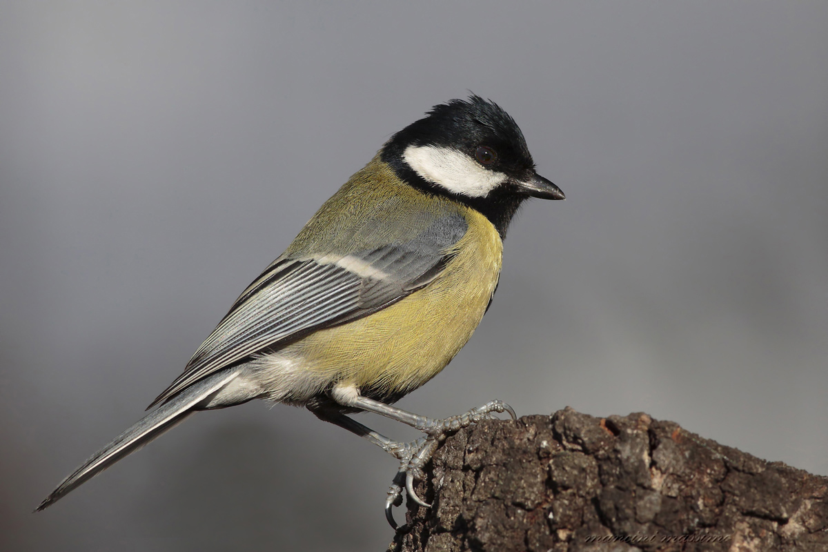 Cinciallegra(Parus major)