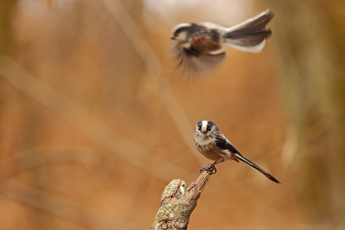 long-tailed tits