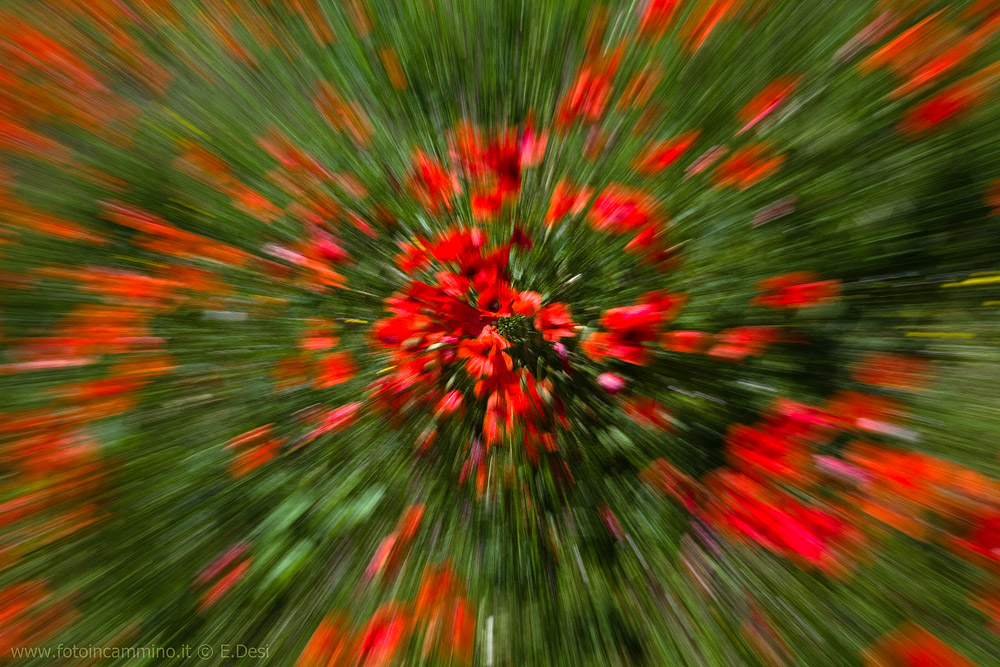 Explosion of poppies