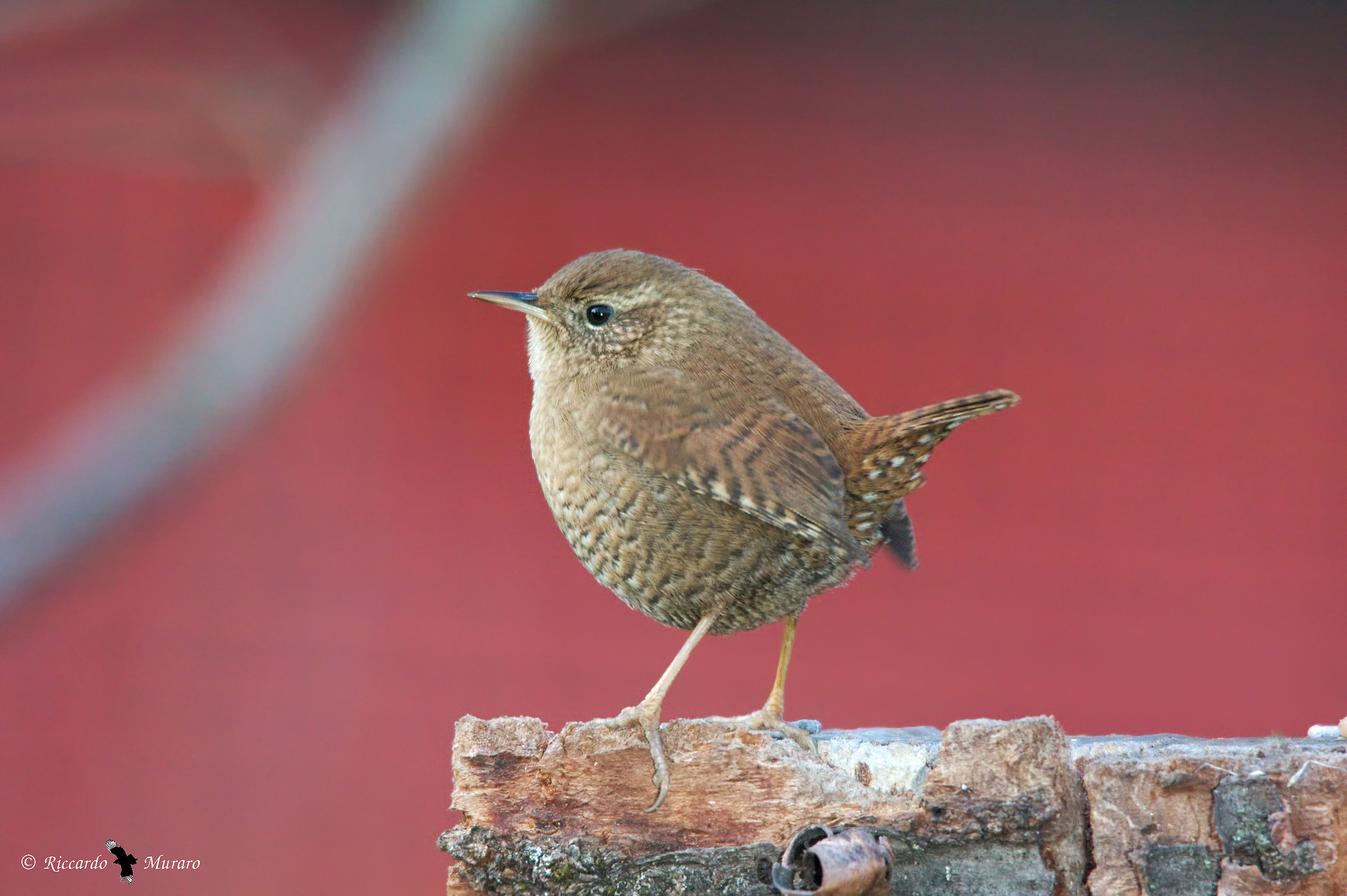Il re degli uccelli...è uno dei più piccoli!!