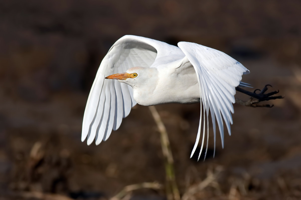 Egret in flight