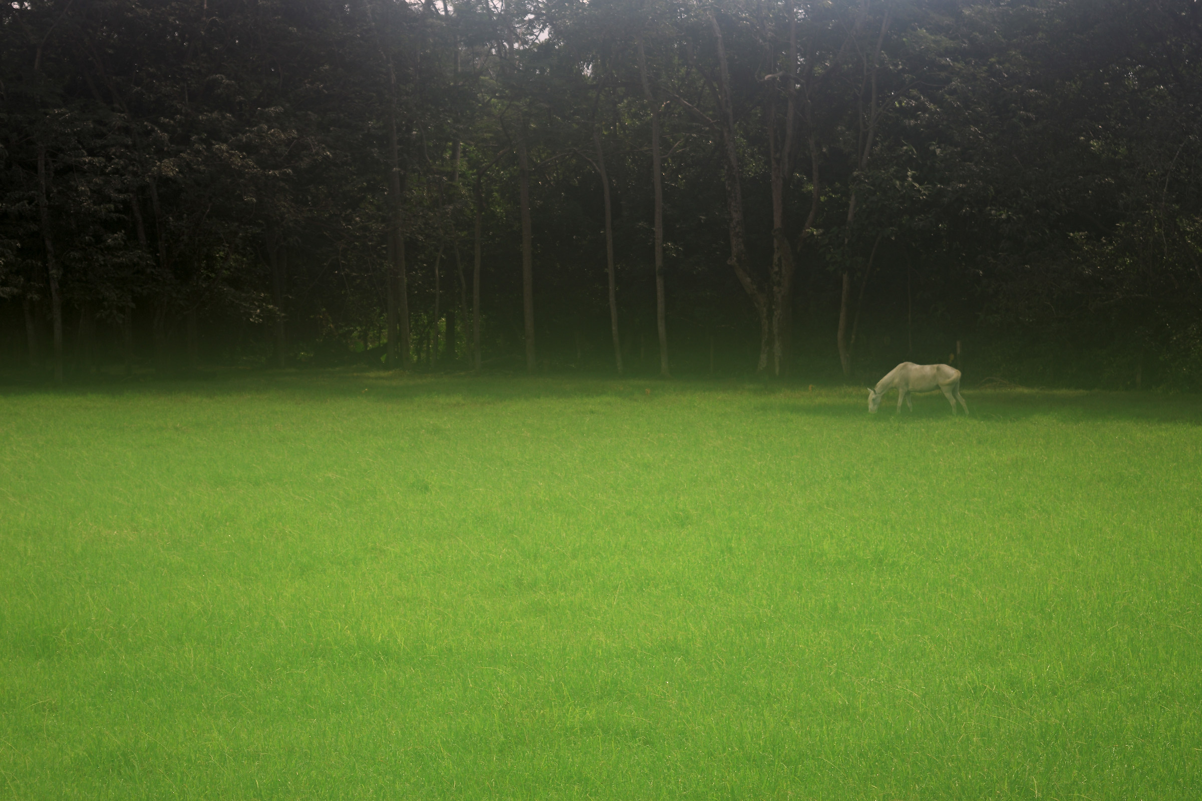 La dolcezza della nebbia
