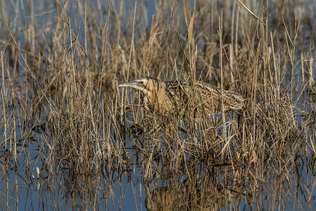 Bittern