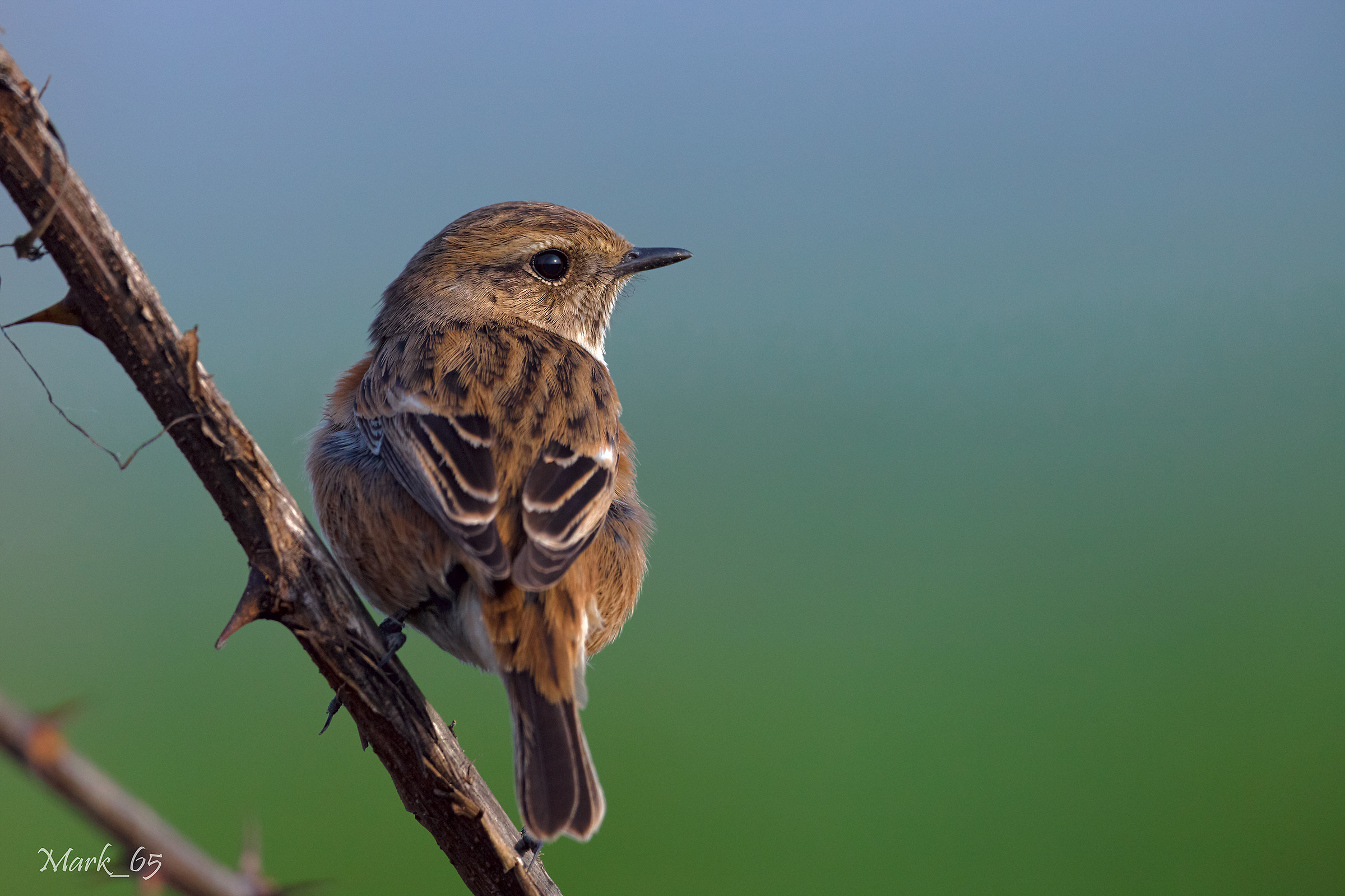 Stonechat
