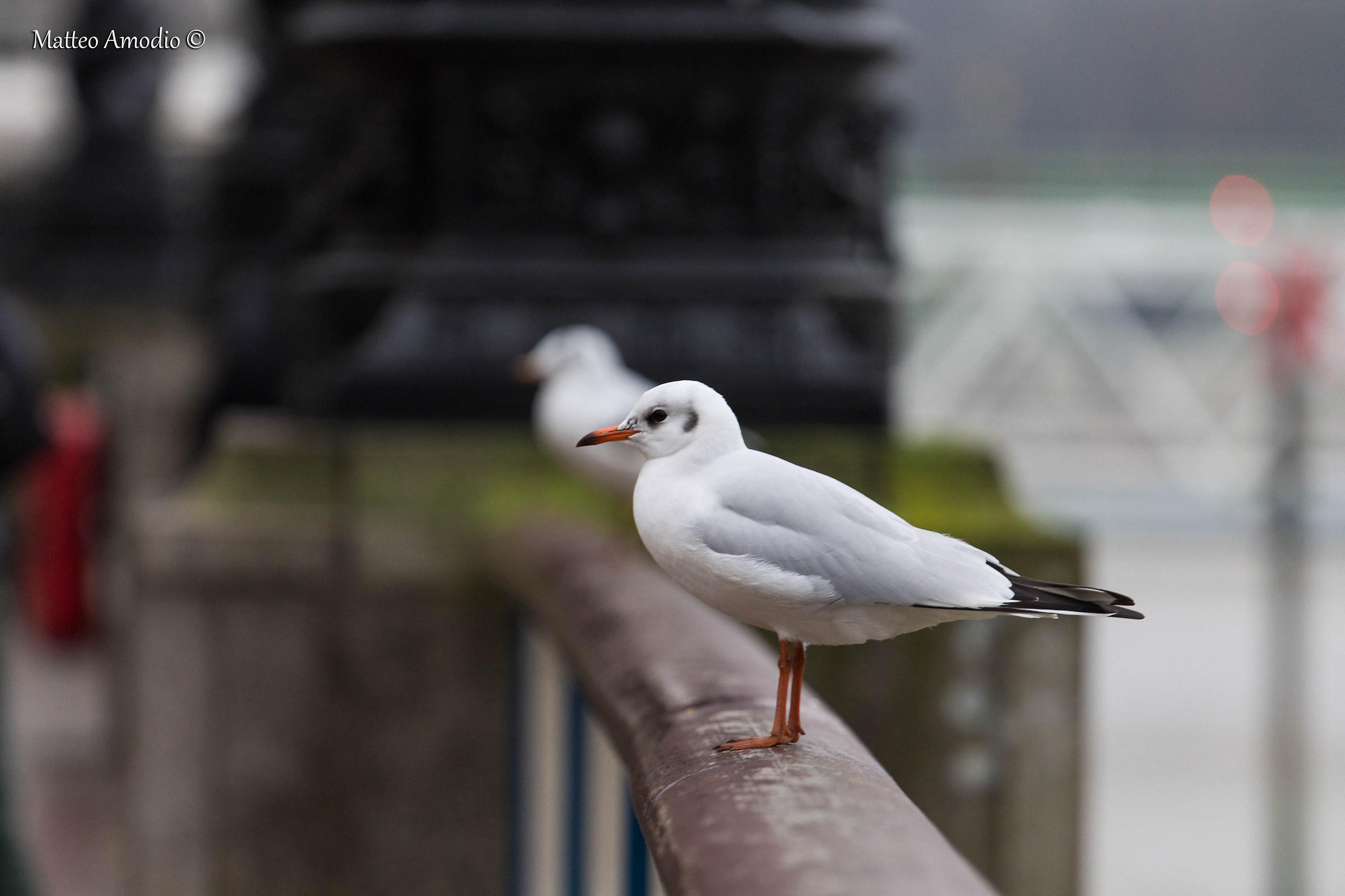 Seagull In London