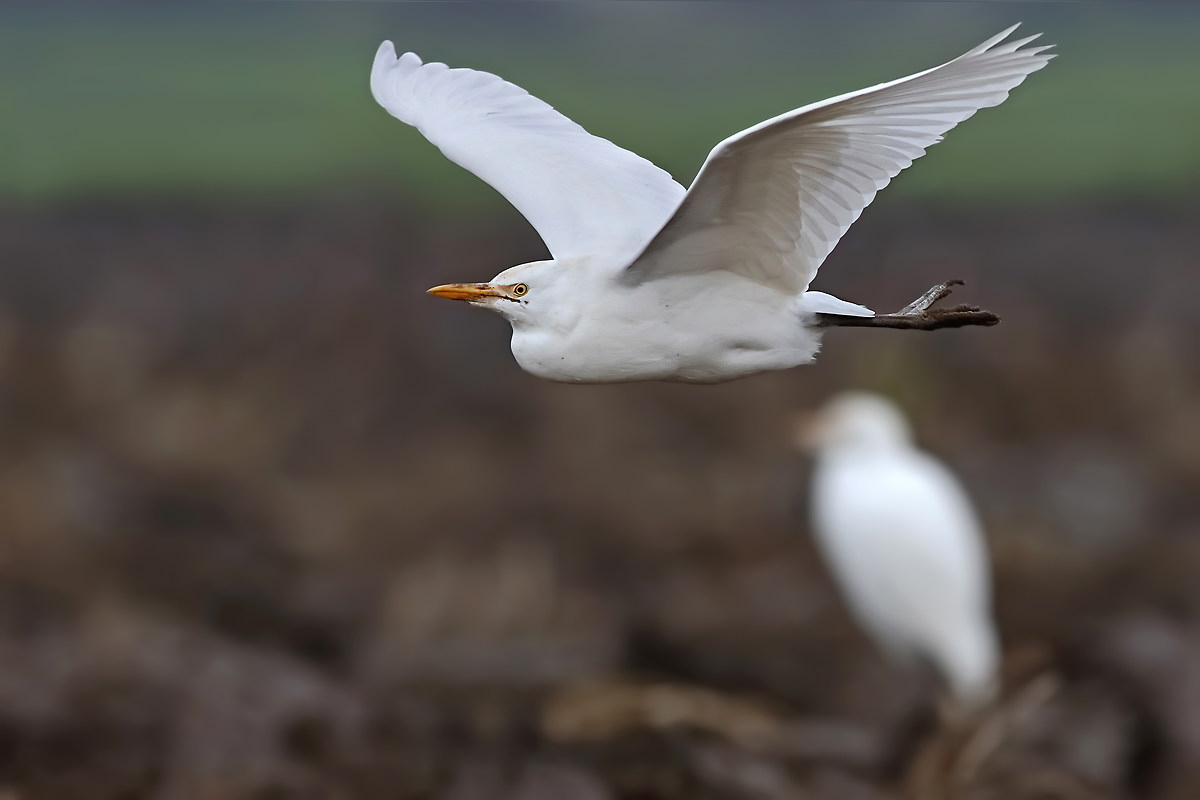 Egret in flight
