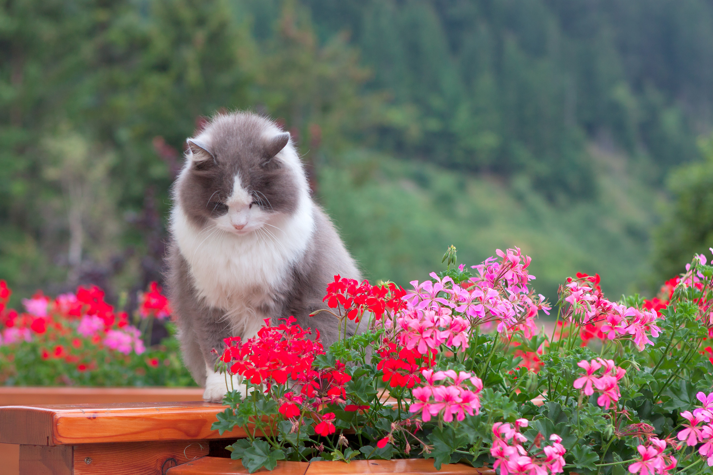 riflessione..........di un gatto