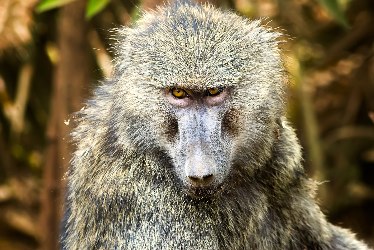 An intense look (Baboon - Papio Anubis)