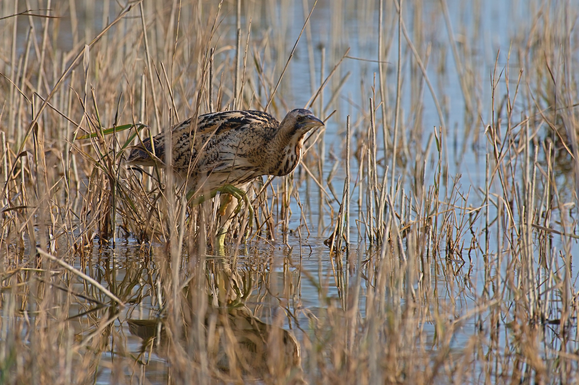 Bittern