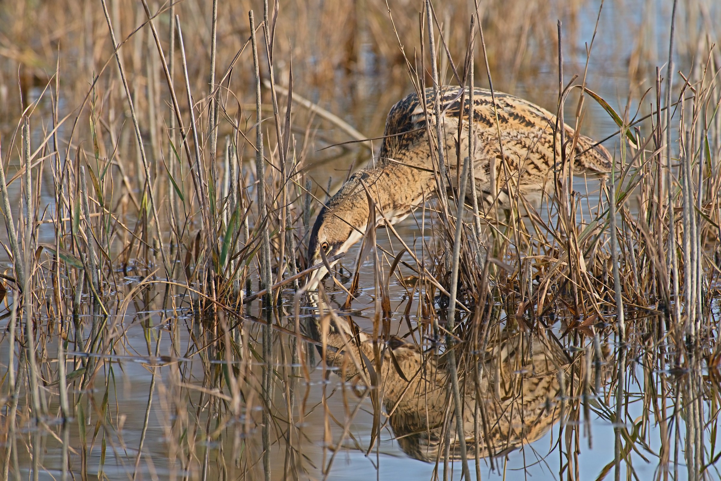 Bittern