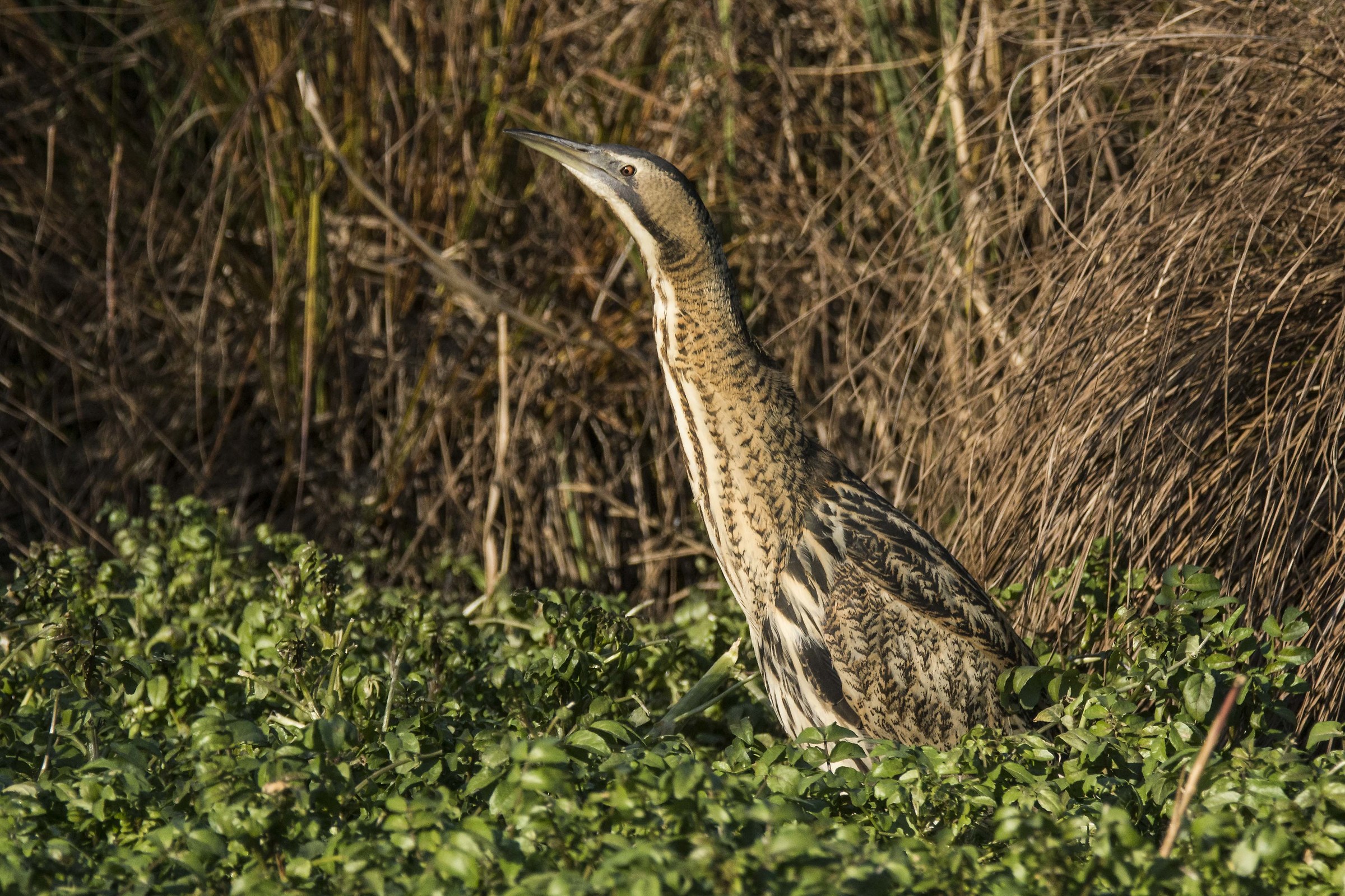 Bittern