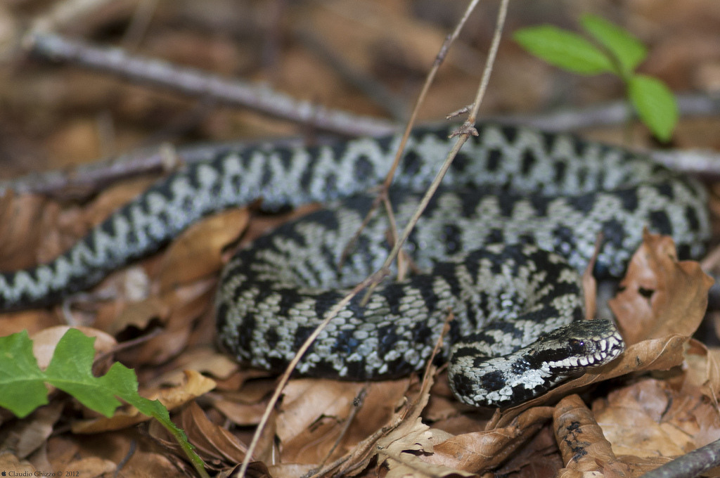 Vipera Berus