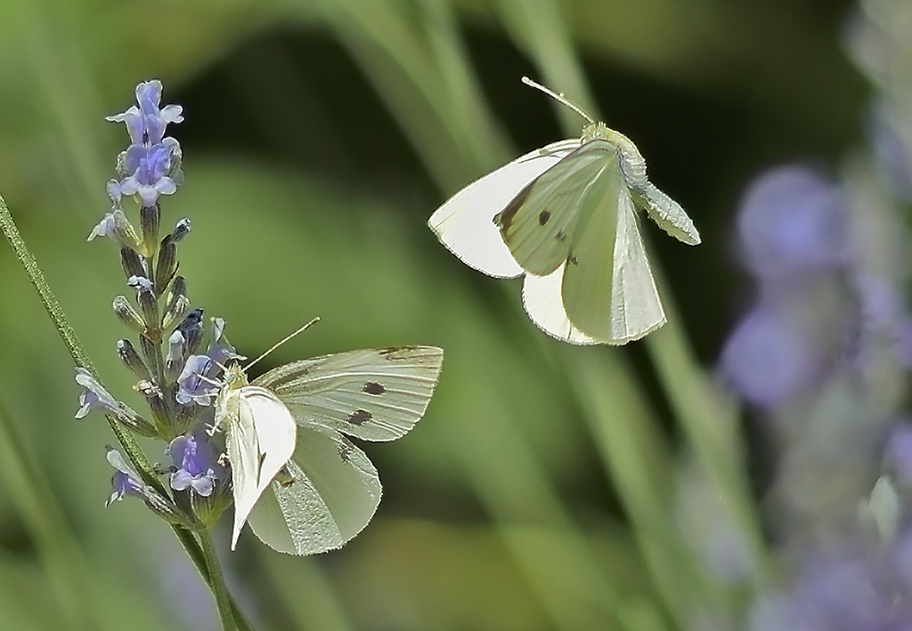 La danza di due farfalline inseguite con un 50mm 1.8