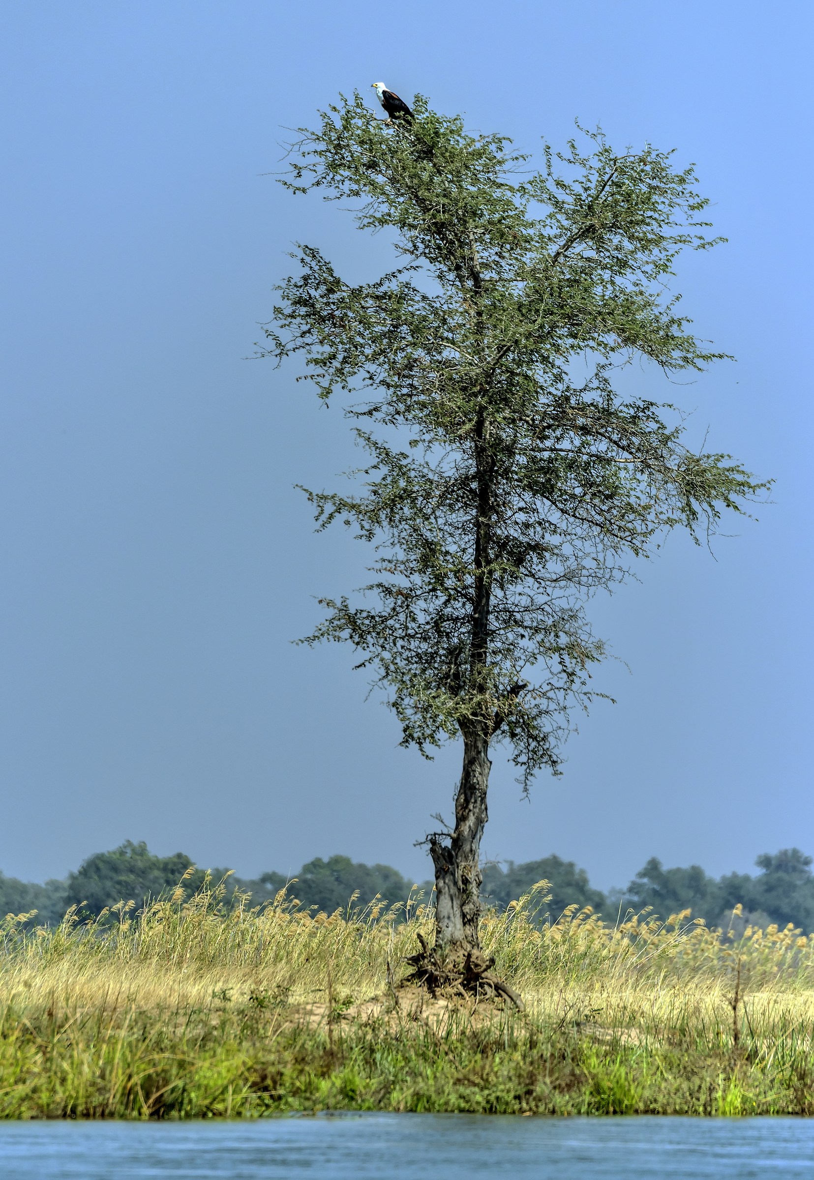 Zambia 2015 - Fish eagle