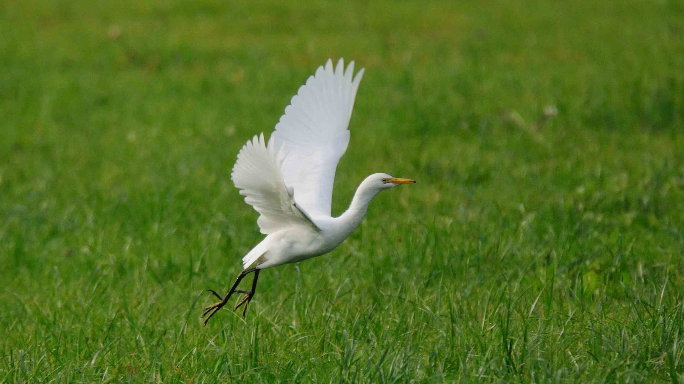 cattle egret II