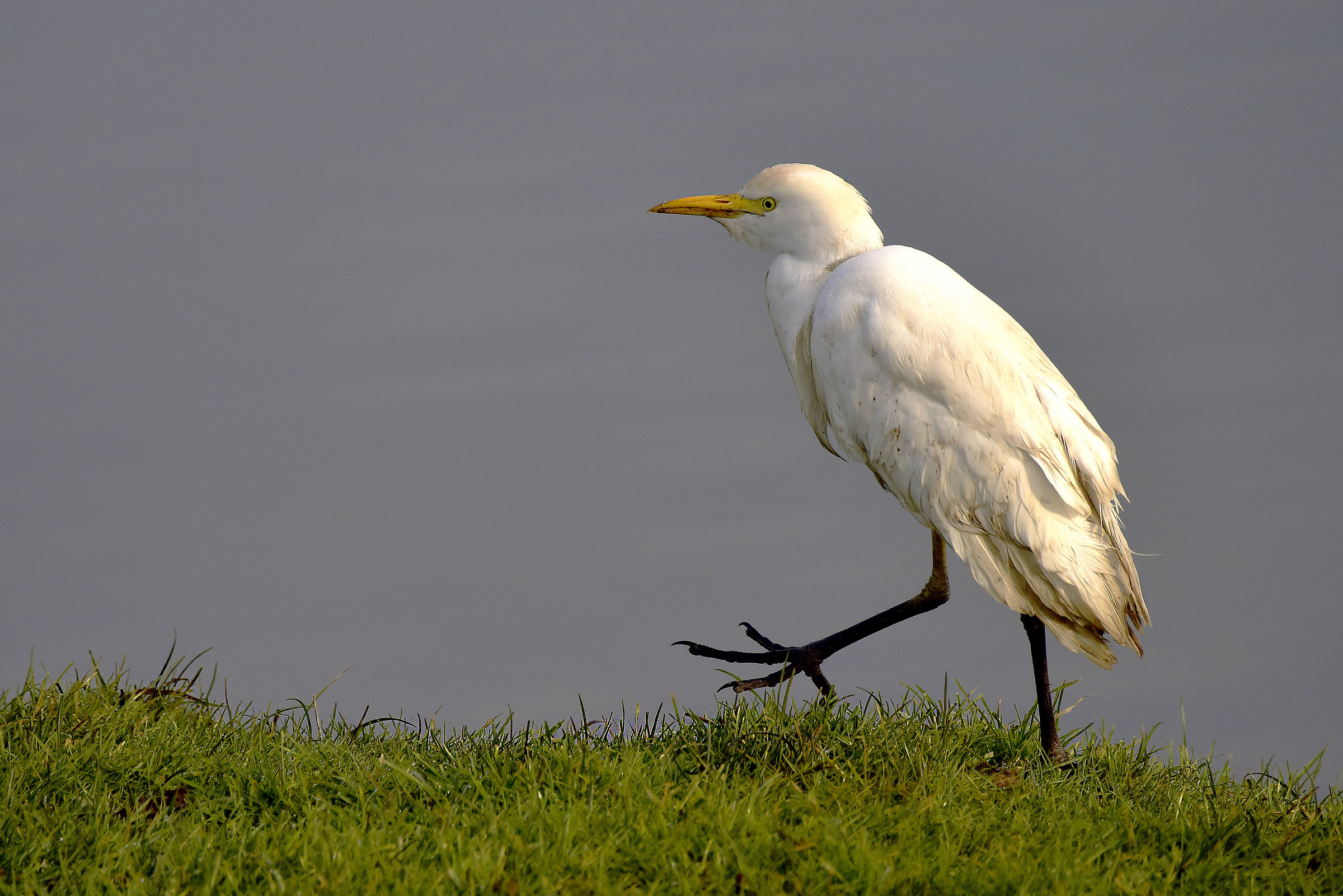 Zampettando nell'erba