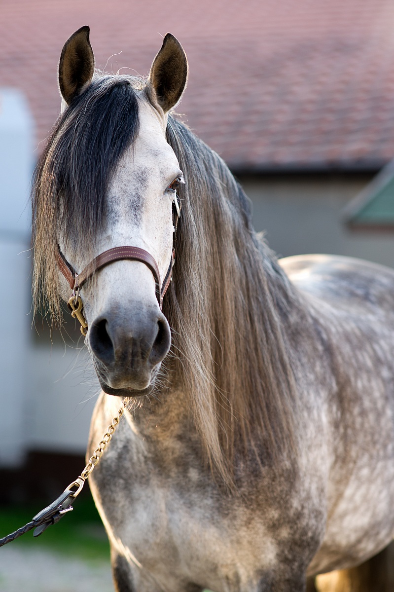 Don Czar .... El Rey