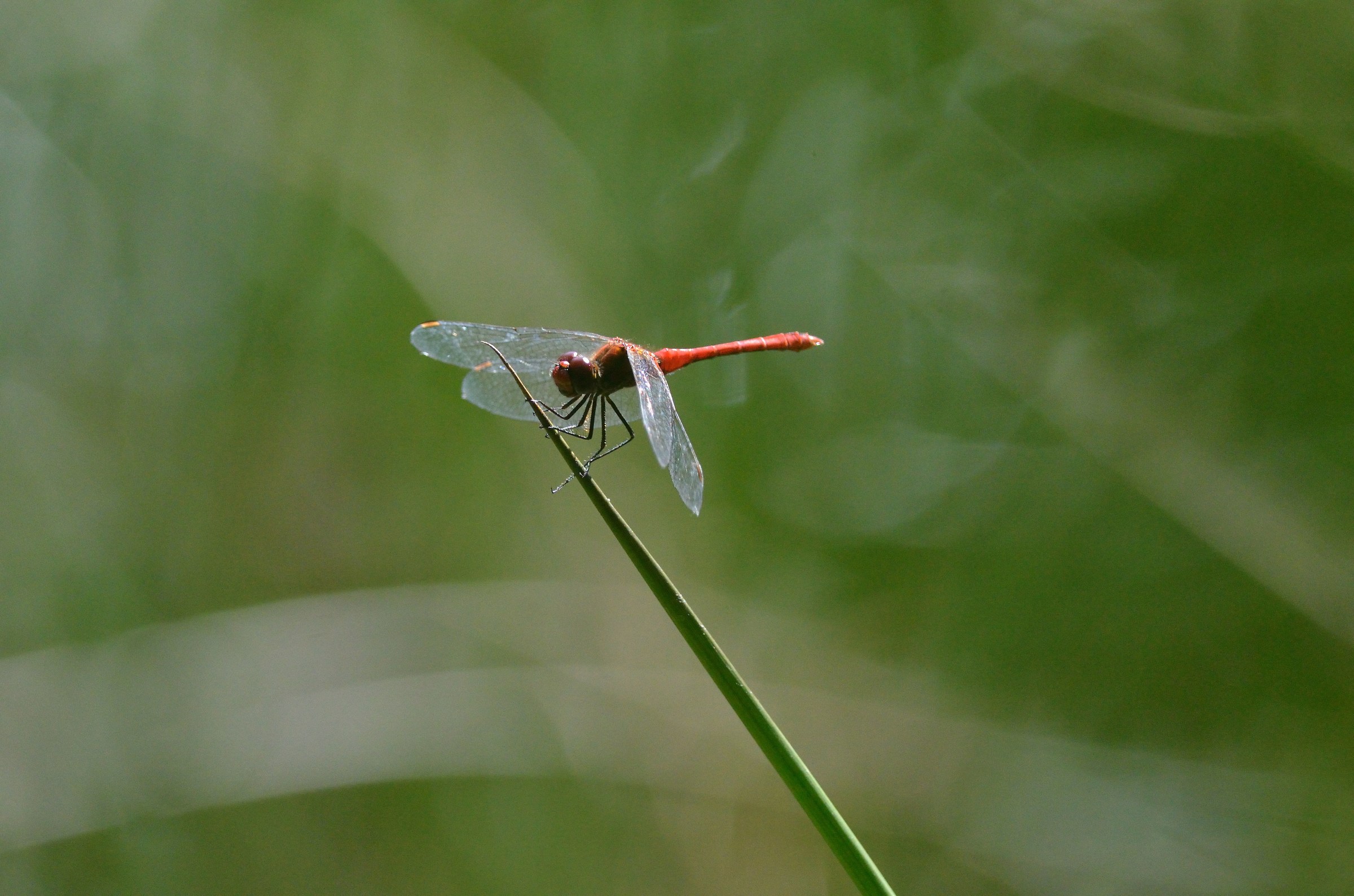 dragonfly