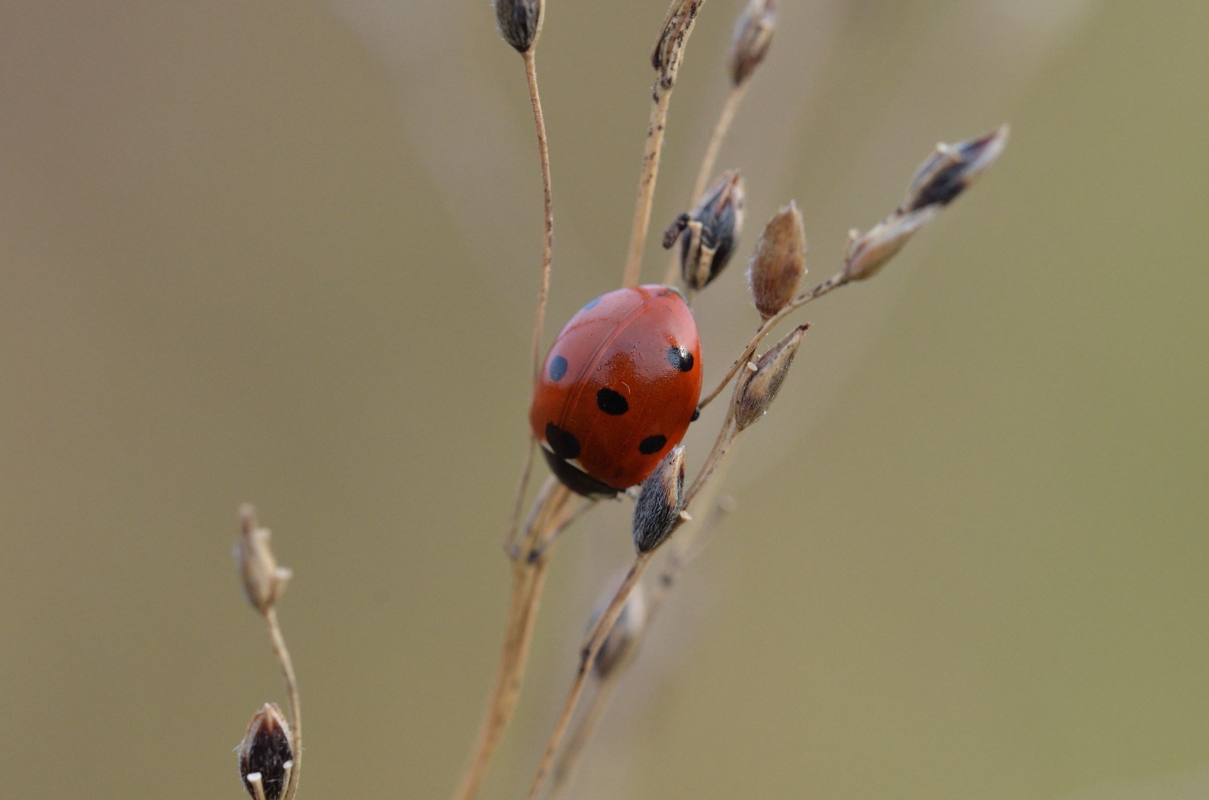 ladybug