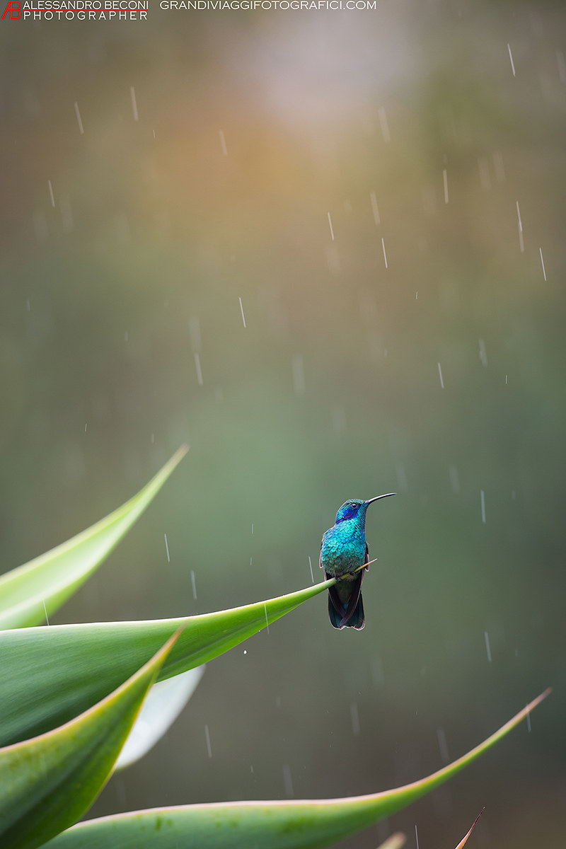 hummingbird thalassinus