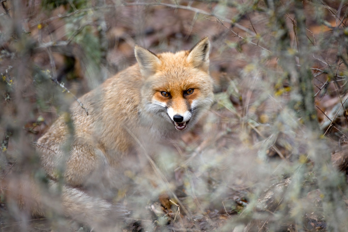 uno sguardo dal folto
