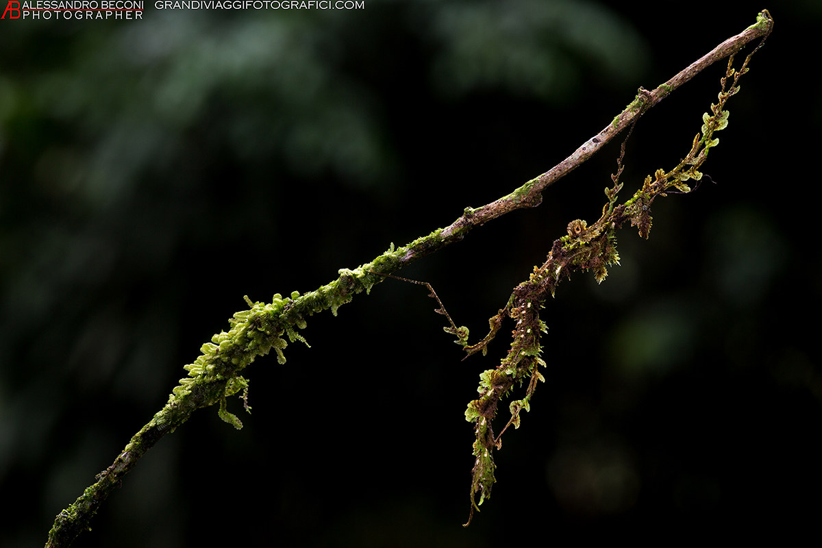 Trychopeplus laciniatus