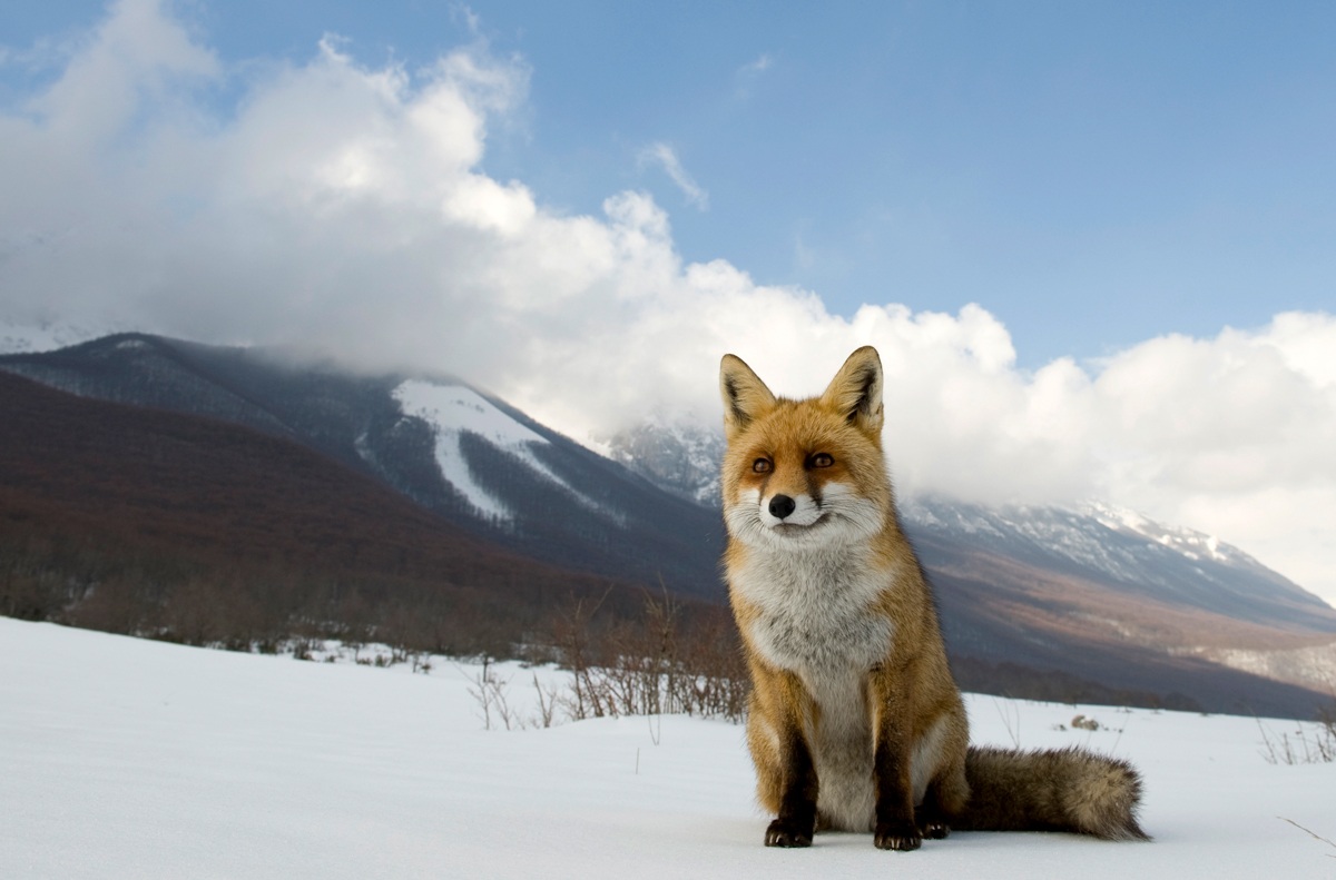 questa terra è la mia terra