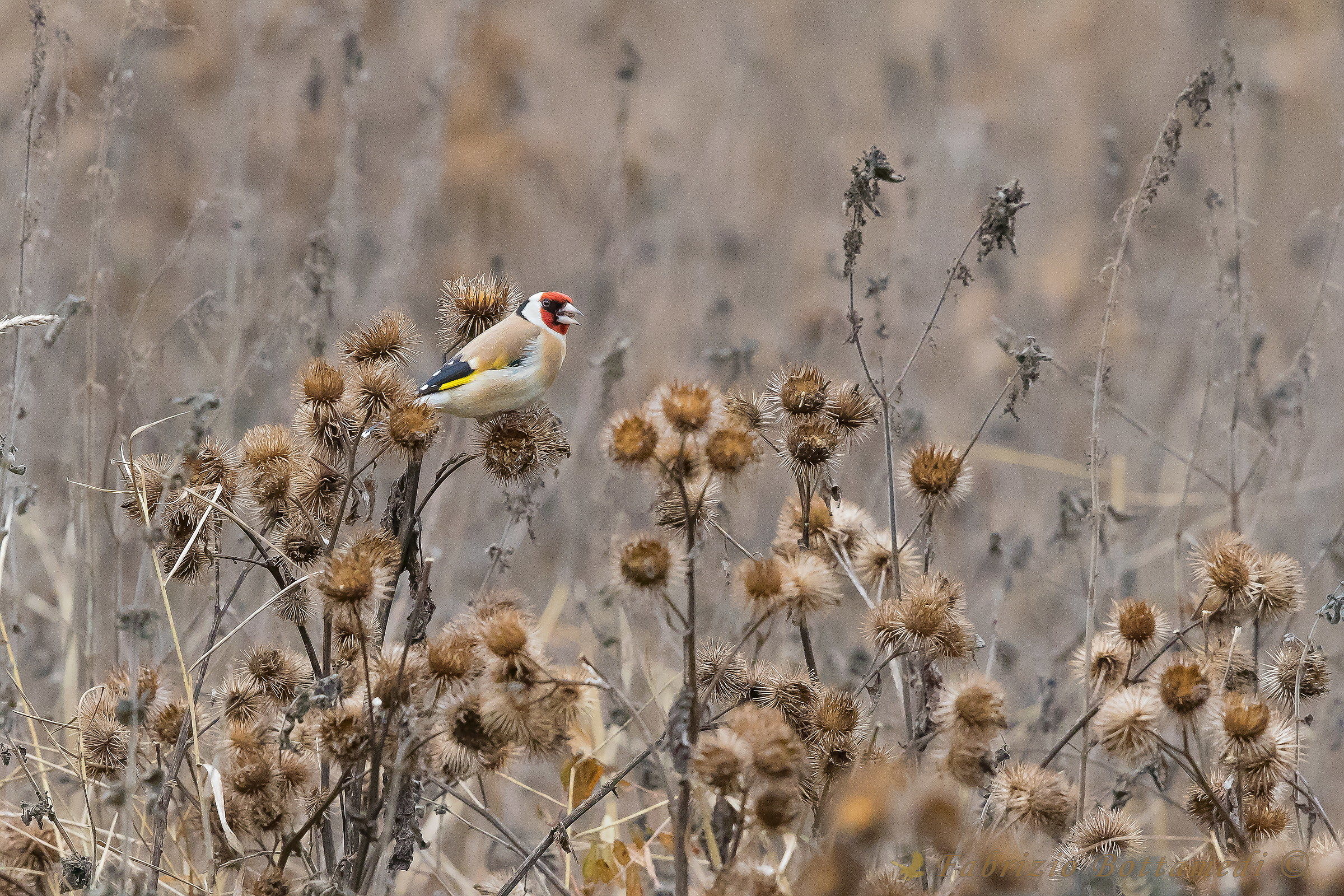 The colors of the Goldfinch