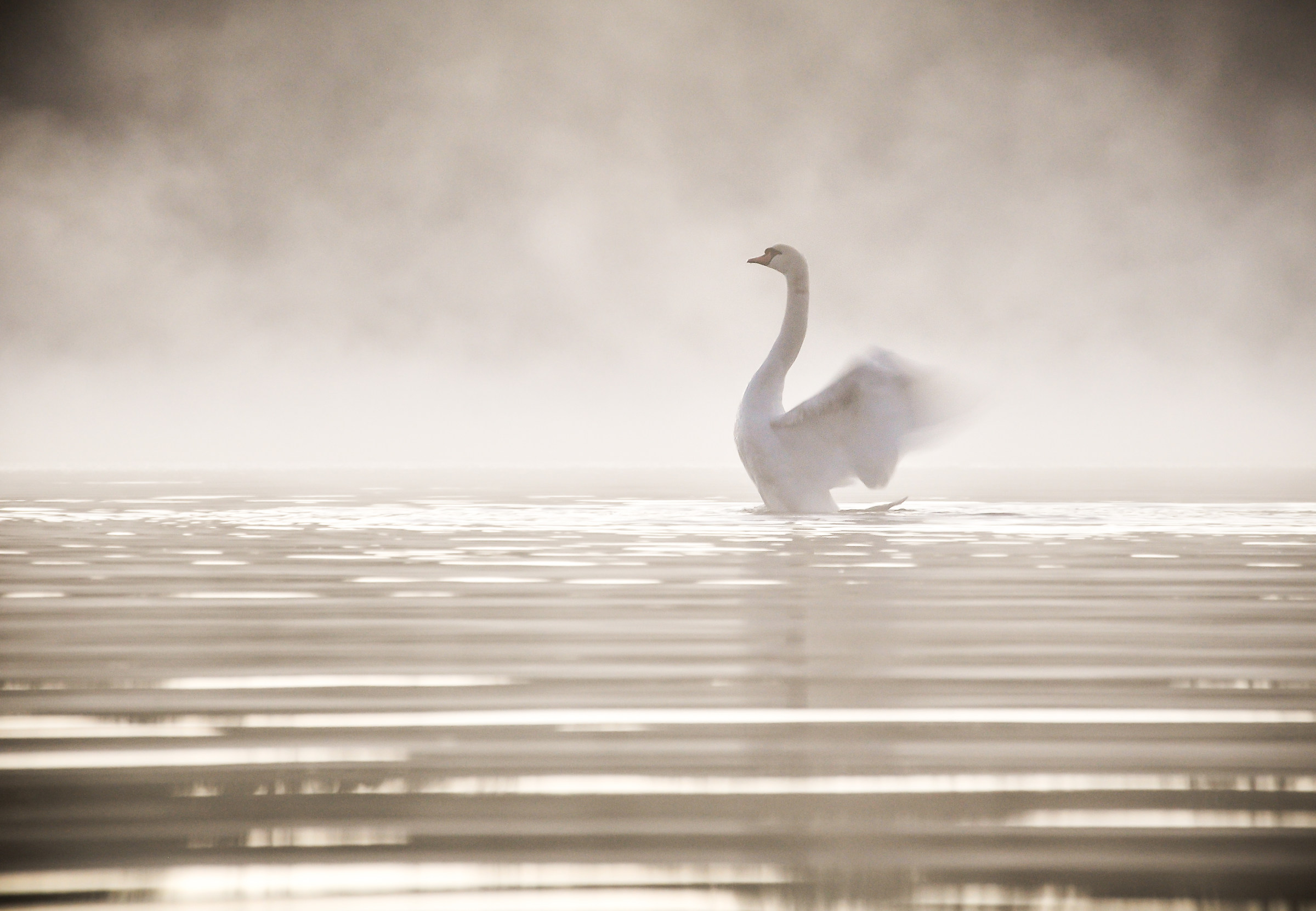 In the silence of the morning