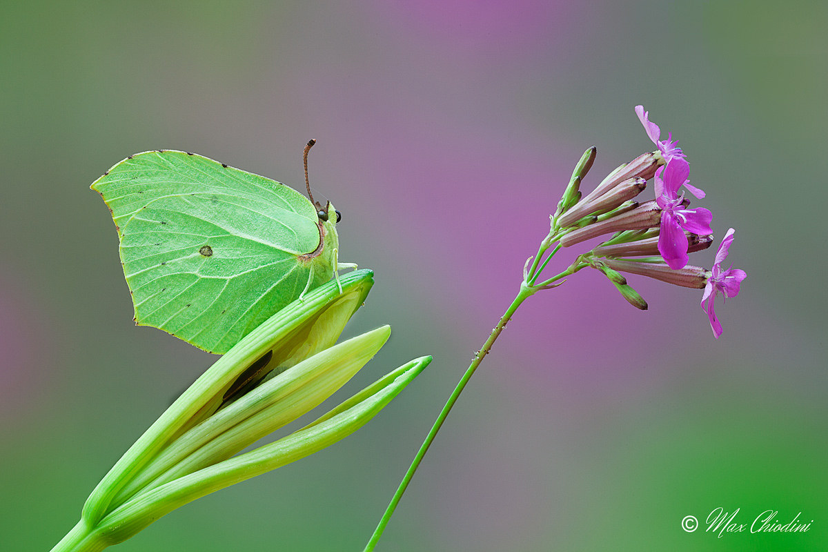 Cedronella undecided