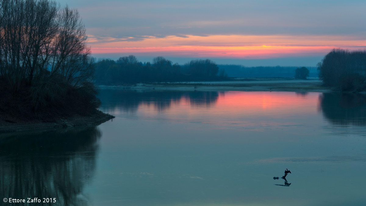 Cormorano al crepuscolo