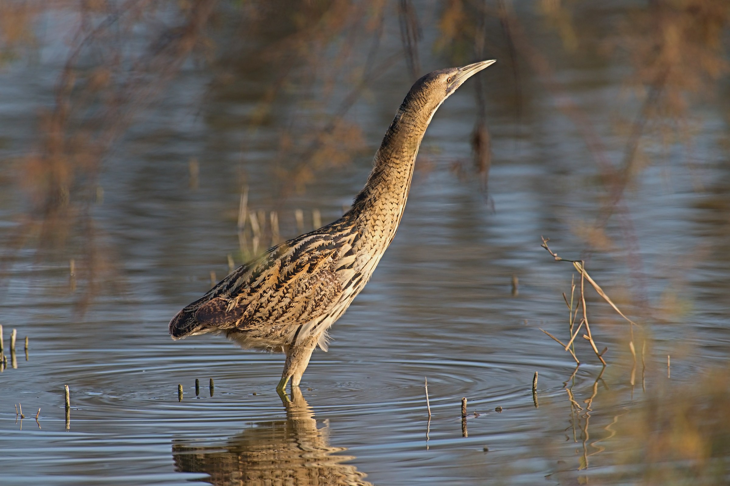 Bittern