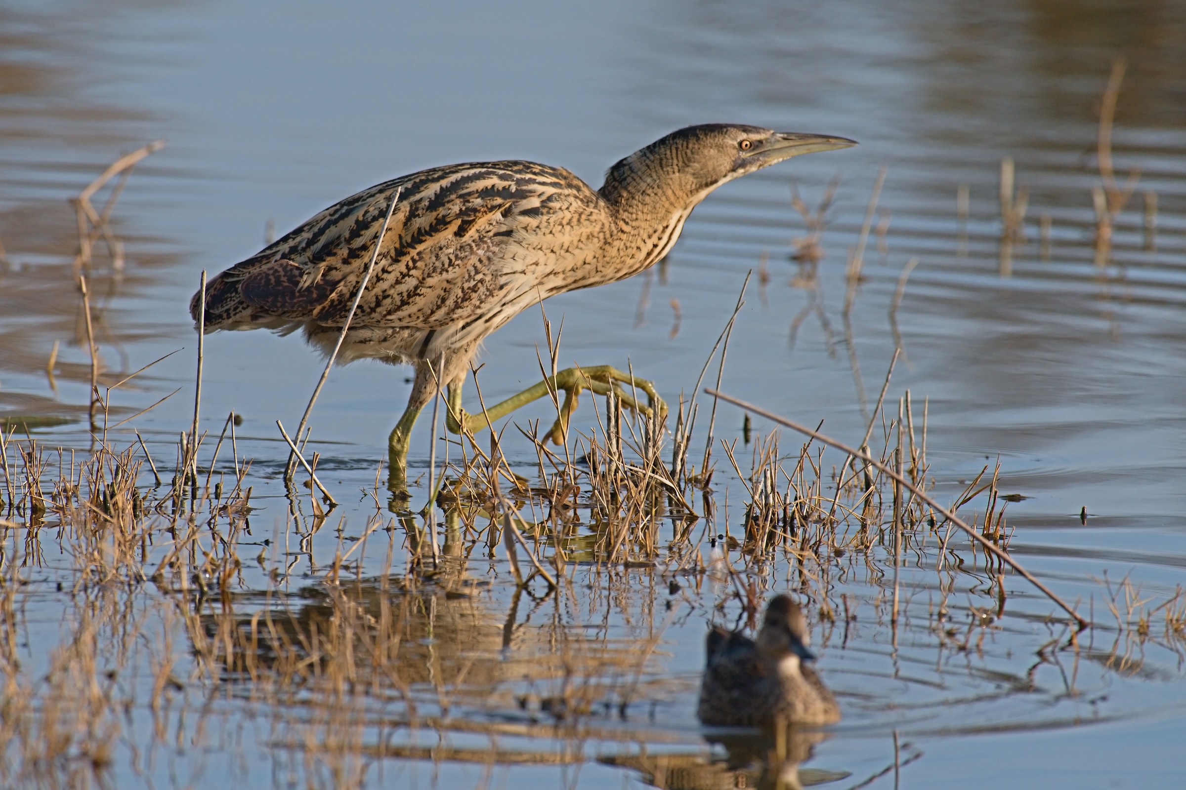 Bittern