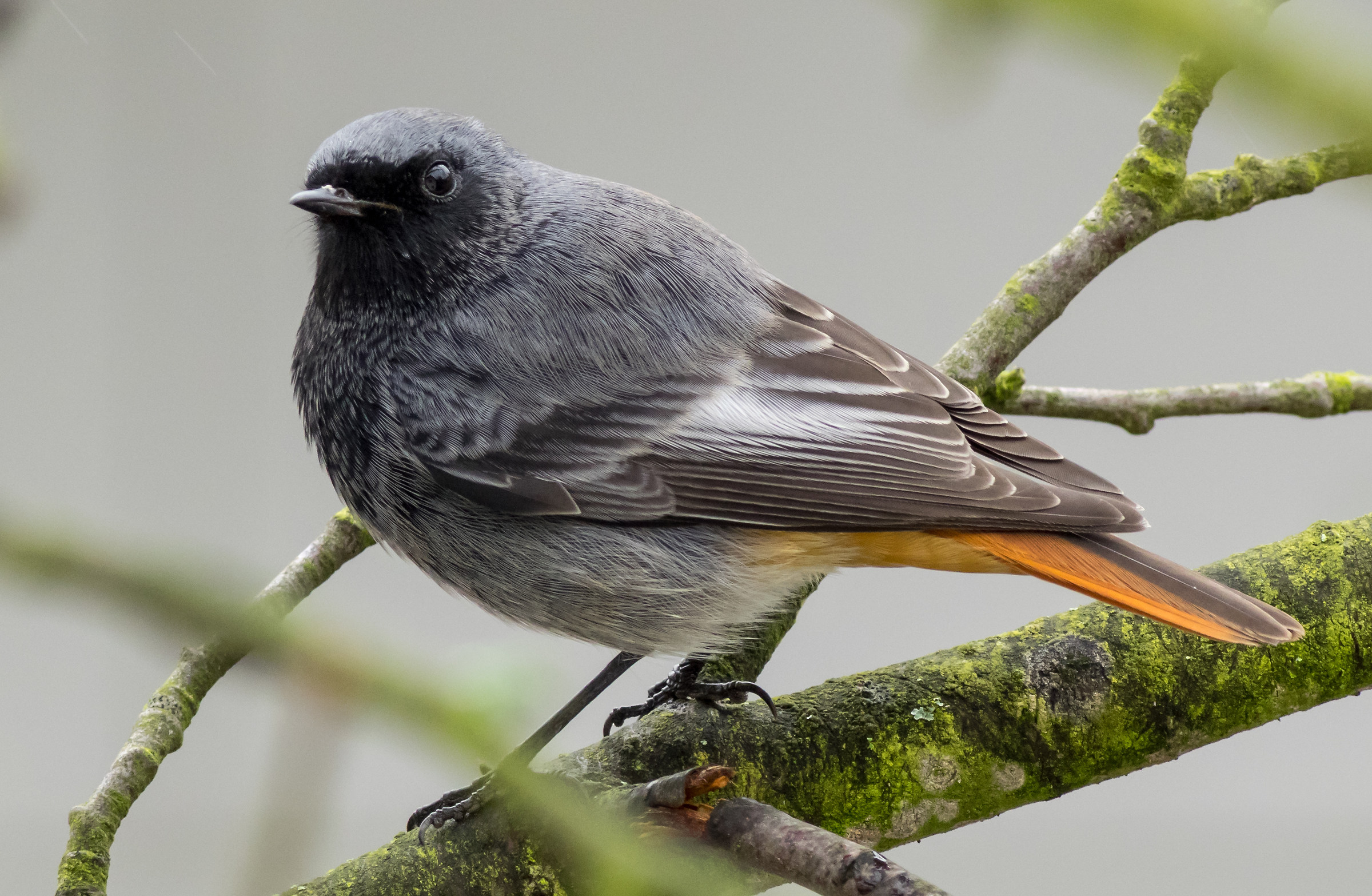 Black Redstart