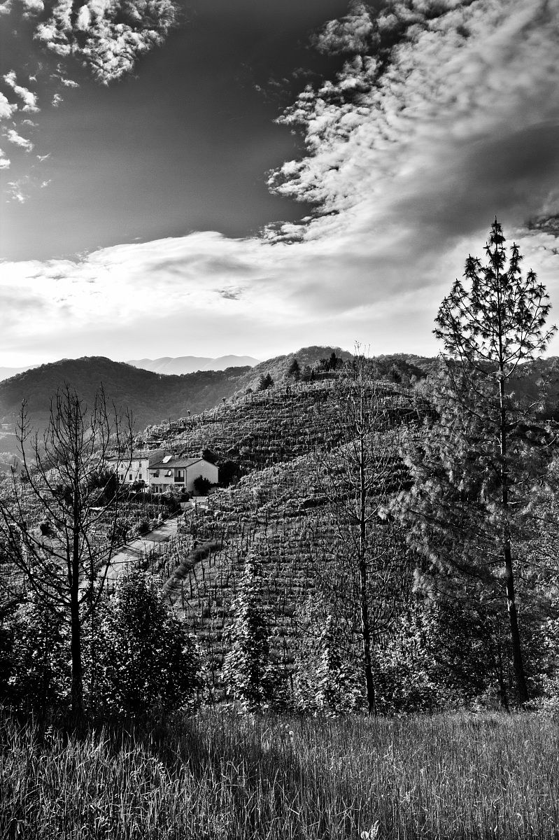 Il vino in Bianco e Nero