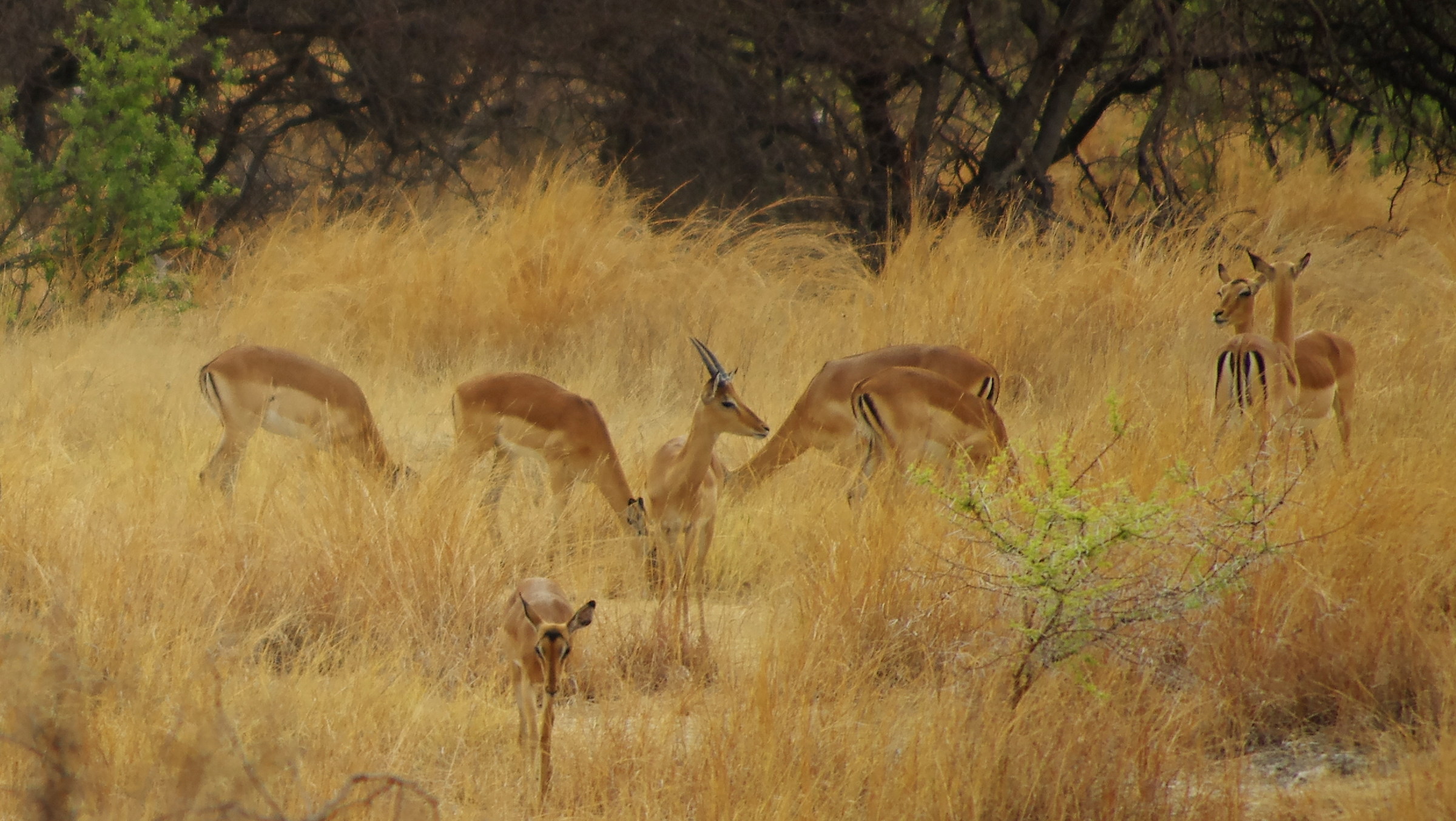 Zimbabwe Hwange National Park