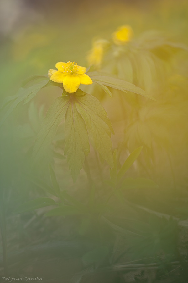 Anemone ranunculoides L.