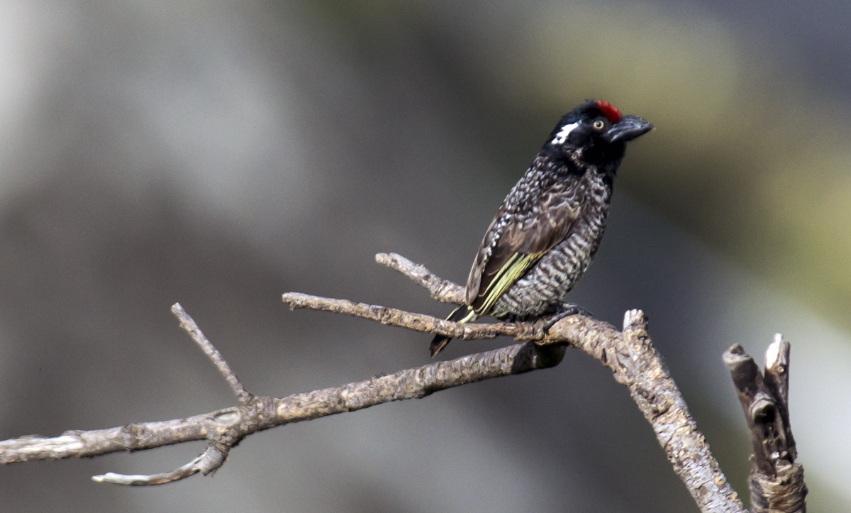 Lybius undatus - Bearded strikeout - Ethiopia
