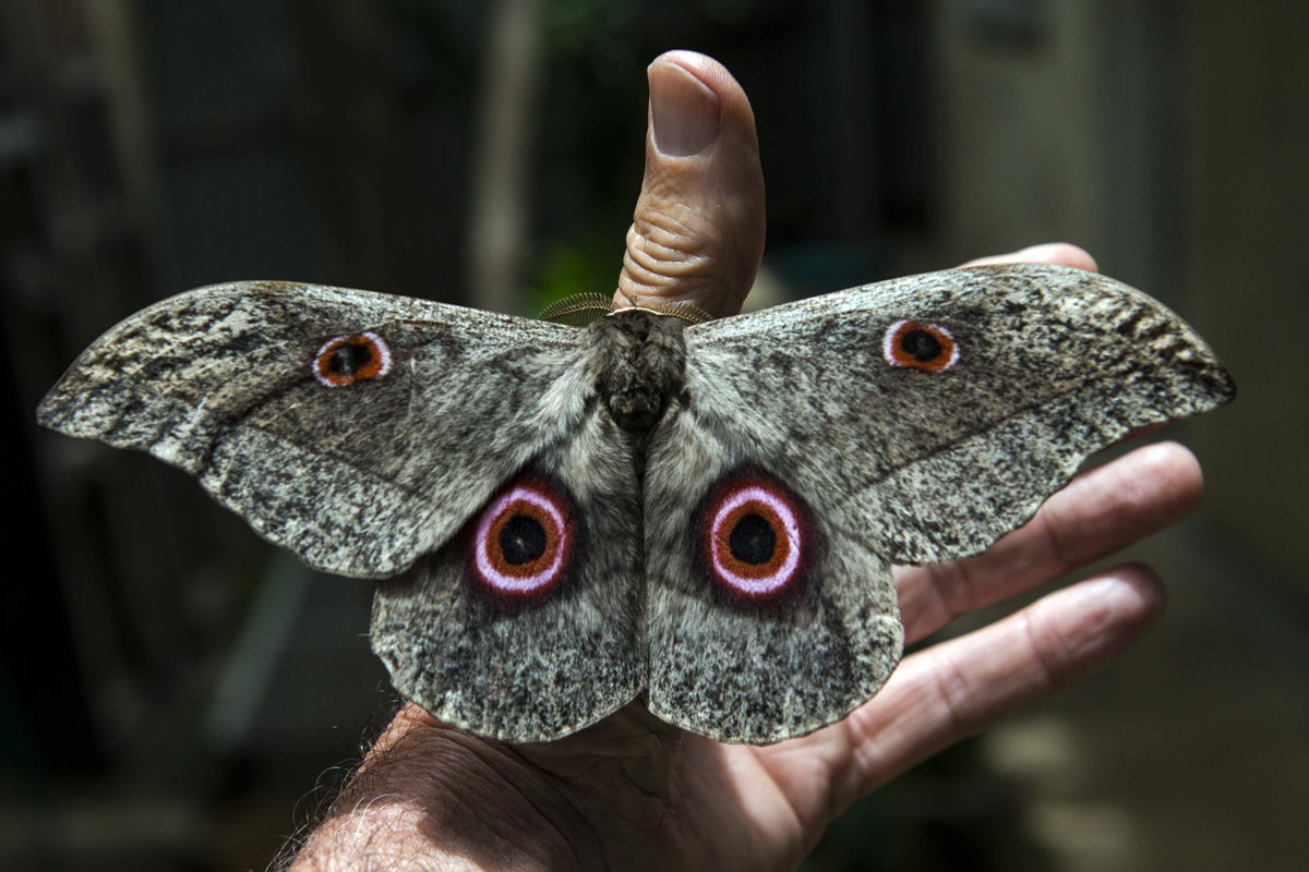 Lobobunaea phaedusa christyi