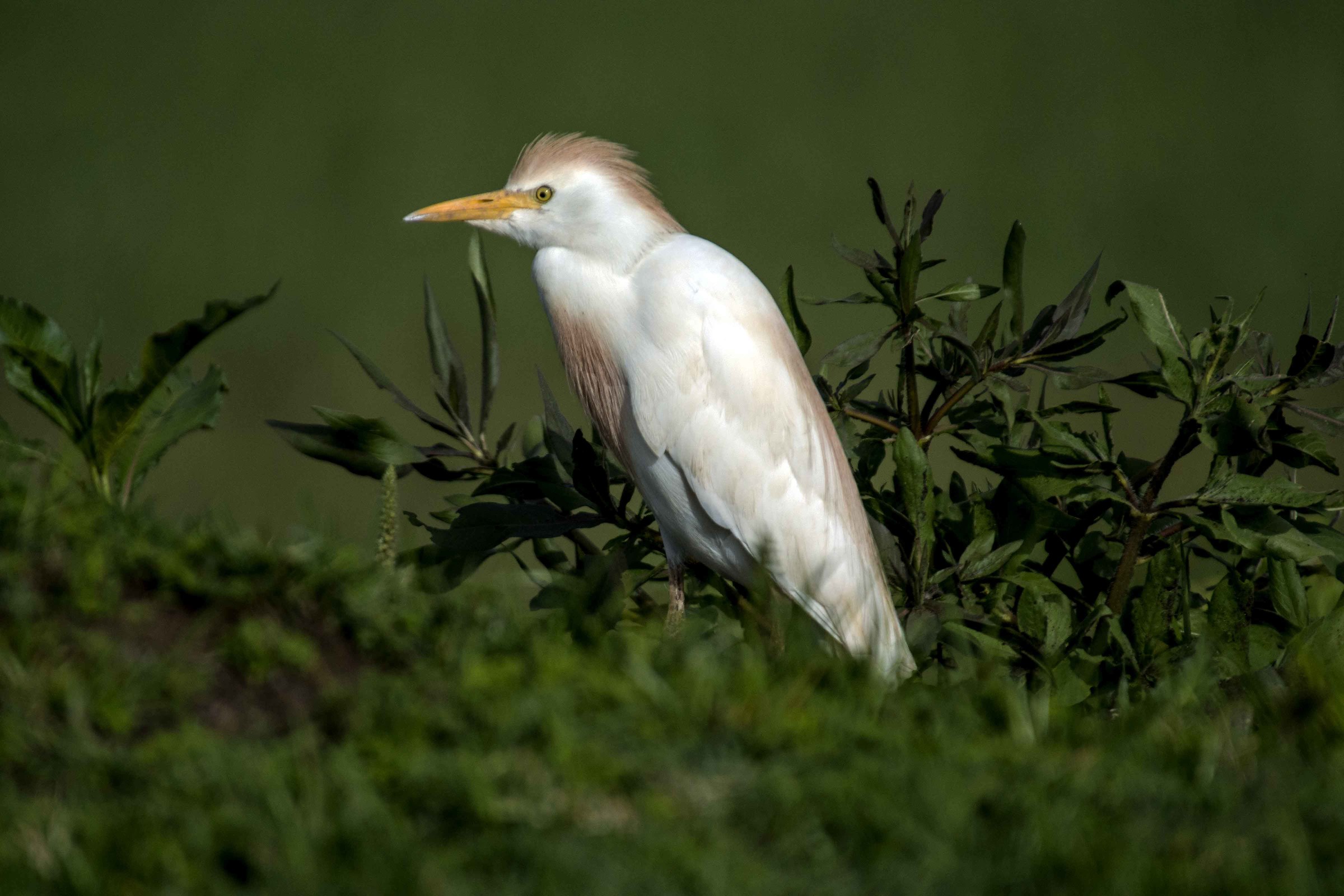 Cattle Egrette