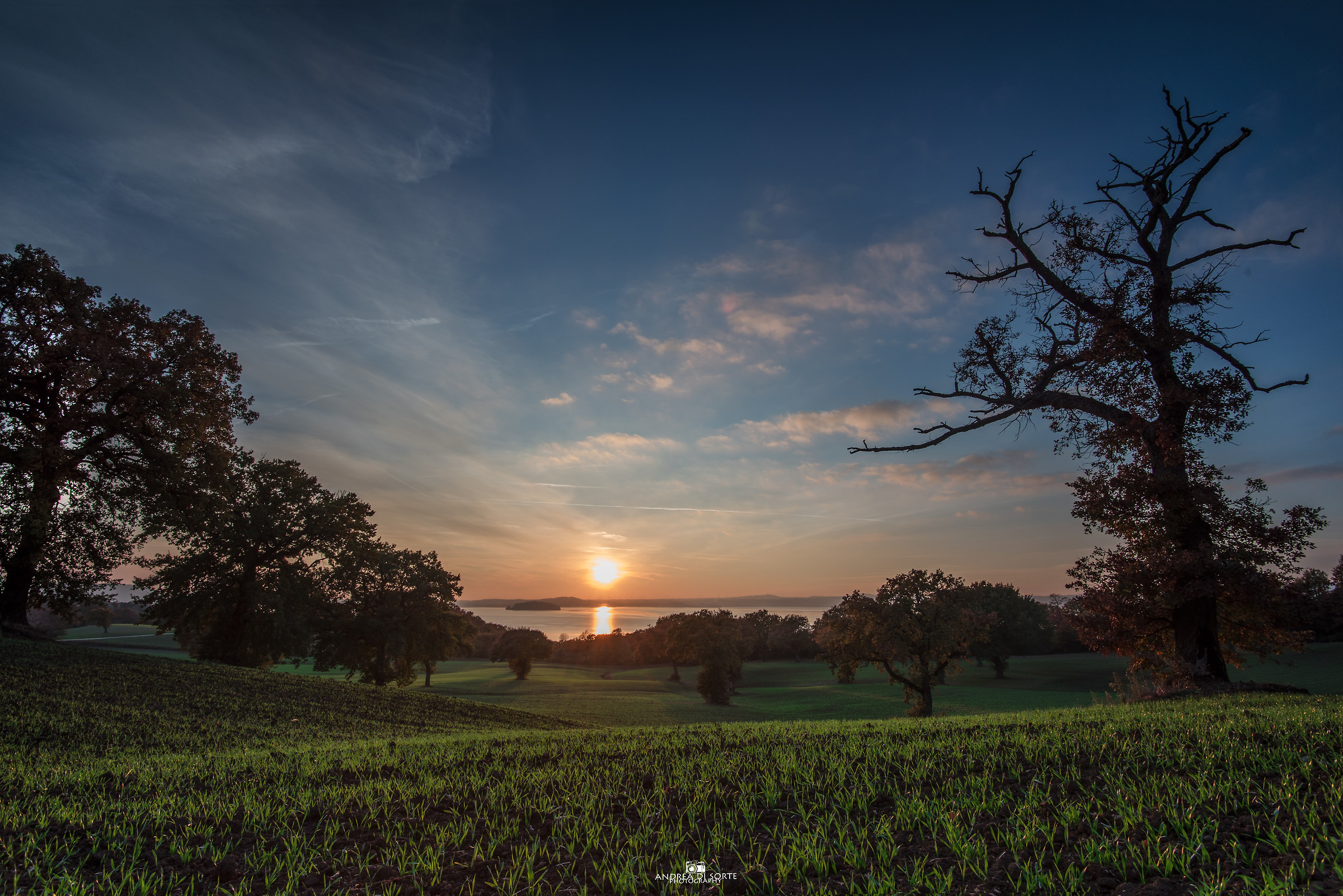 The oak of Tuscia