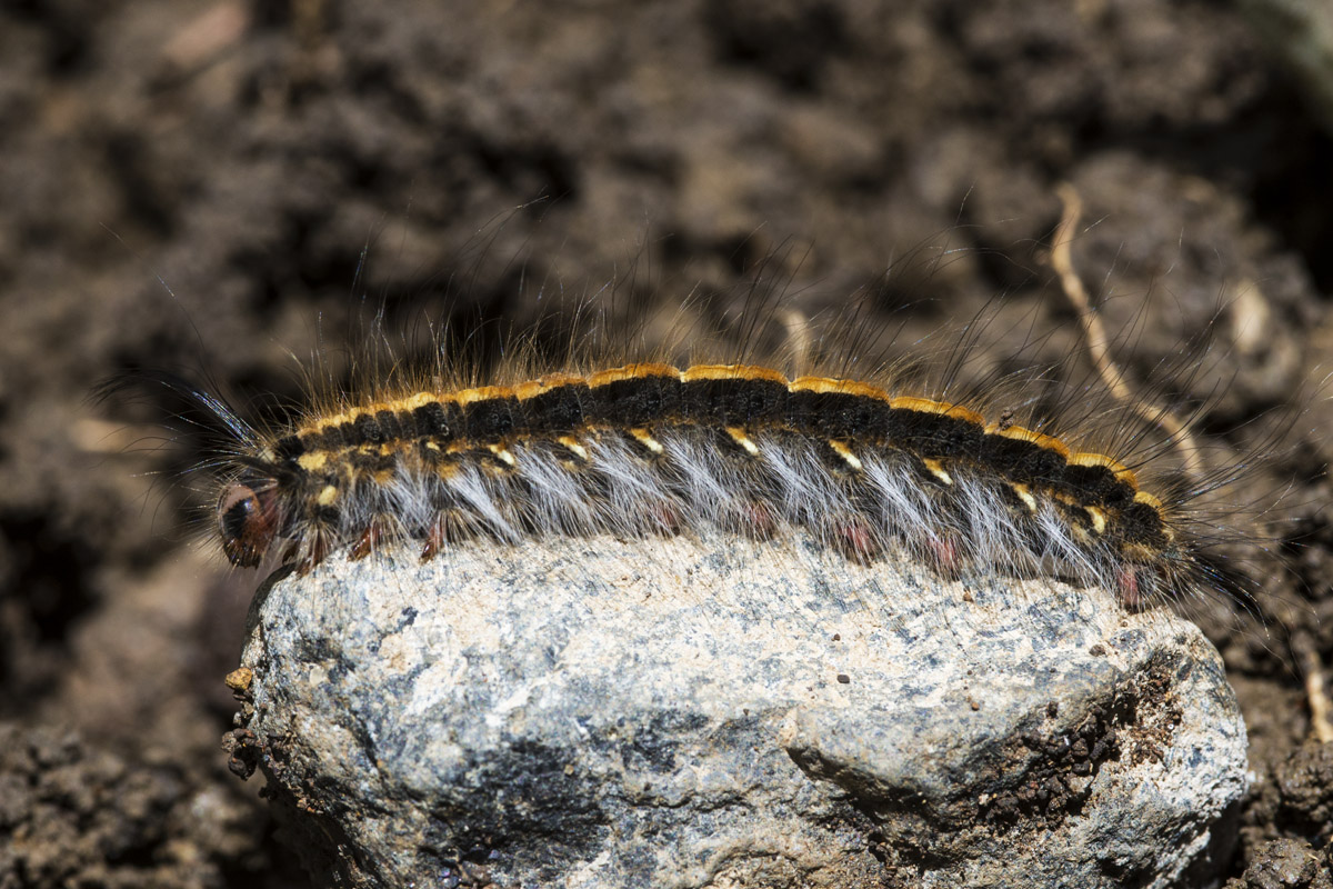 Caterpillar