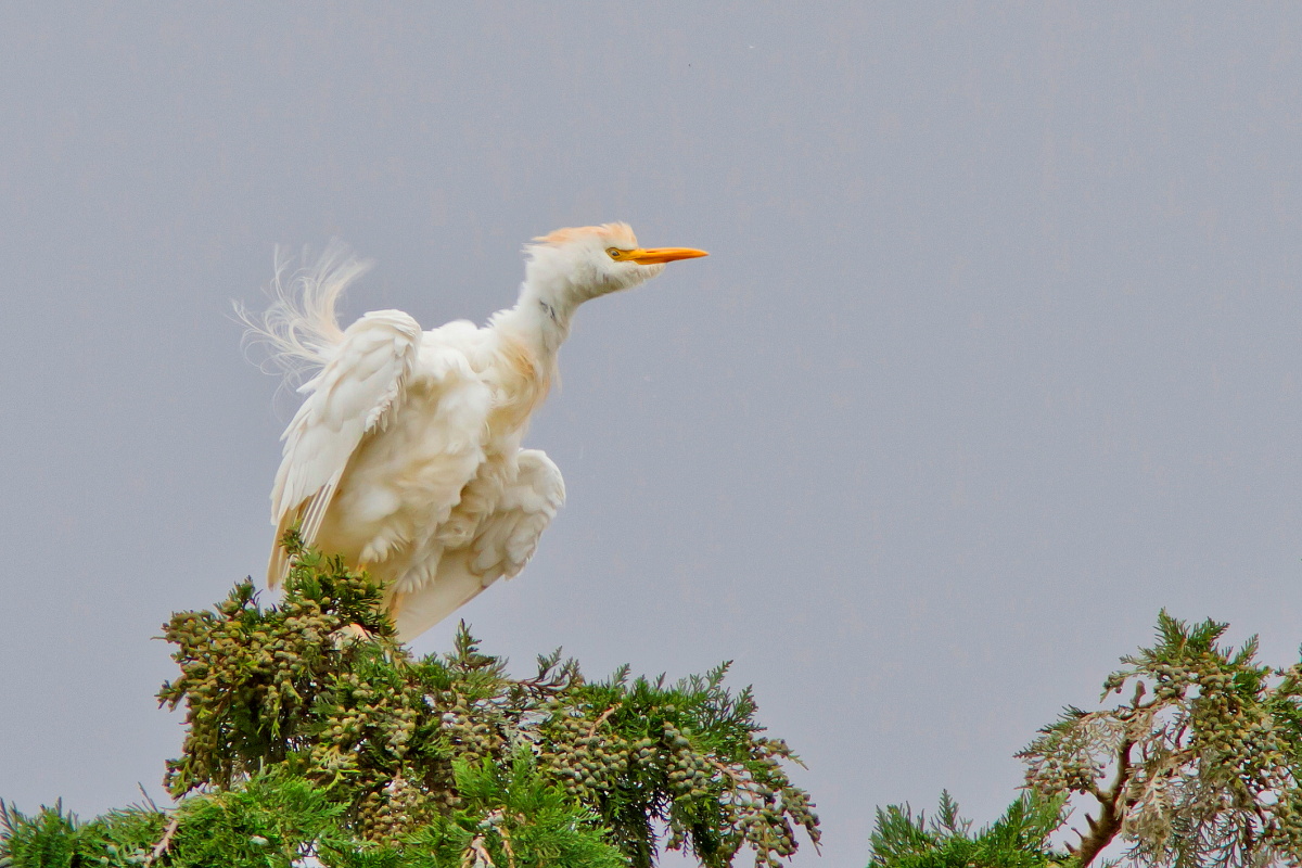 Guardabuoi Arruffato