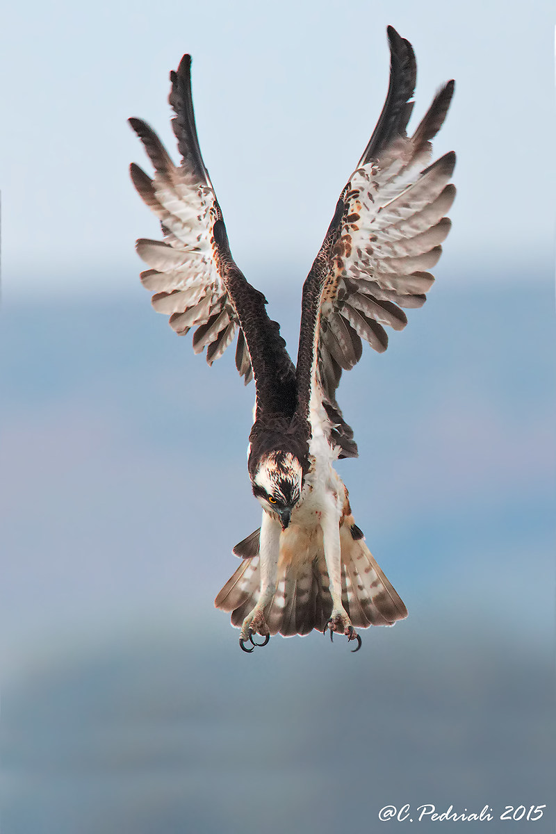 The attack !!! Osprey