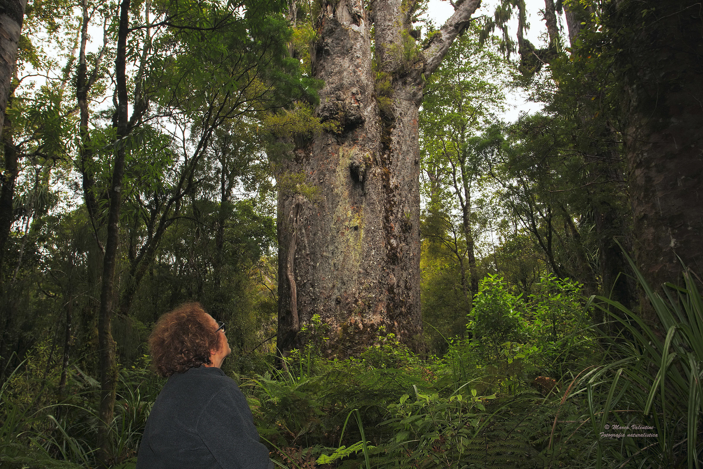 Middle Earth - The father of the forest